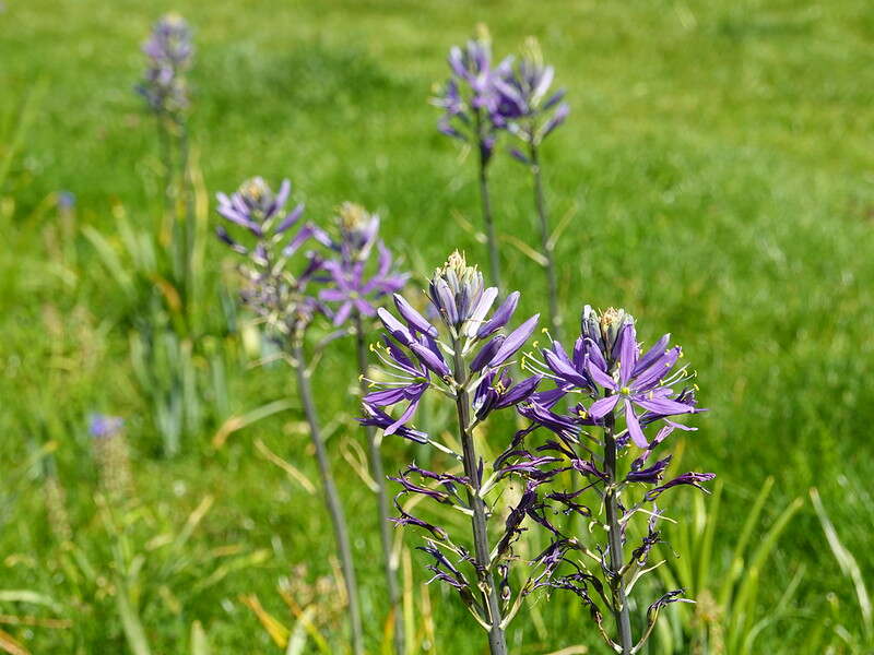 Beautiful light purple colored flowers of Camassia quamash