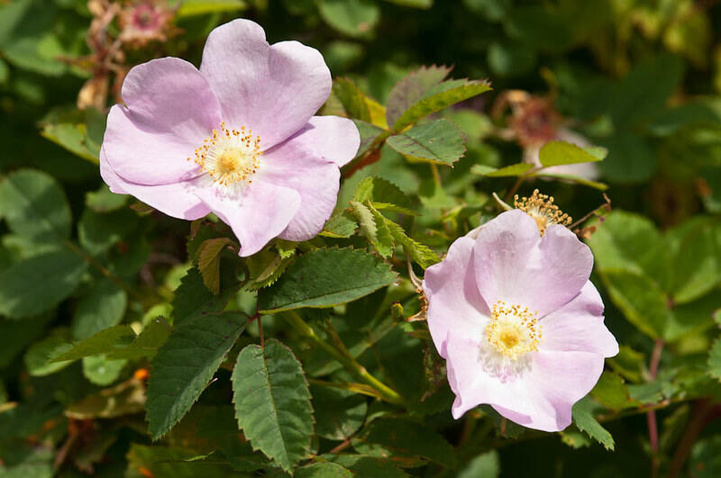 Beautiful pink flowers of nootka rose