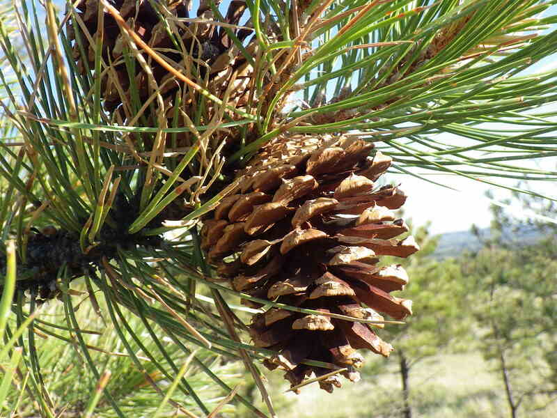 A beautiful close up of ponderosa pine