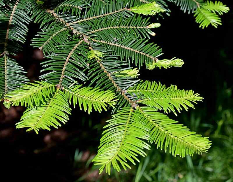 Beautiful green colored flowers of grand fir