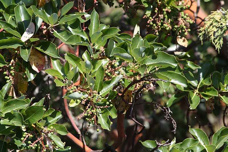 A close up of beautiful pacific madrone