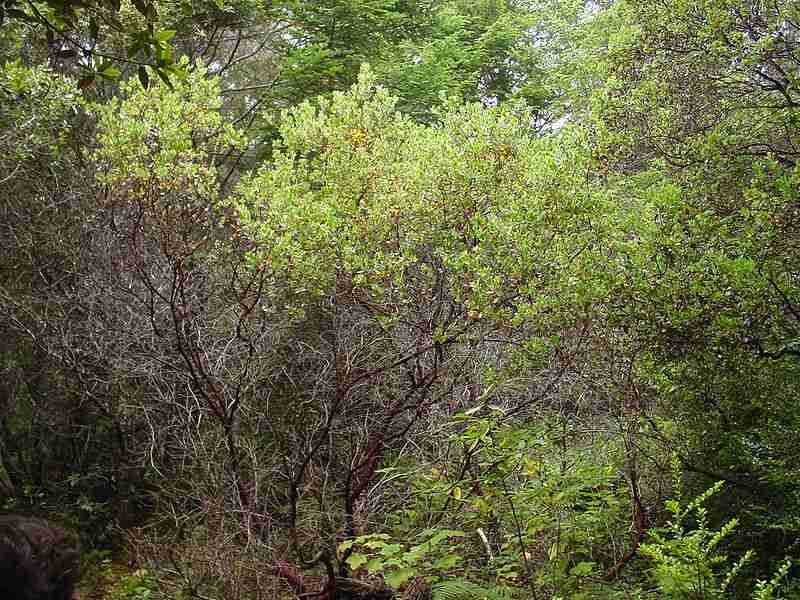 Arctostaphylos columbiana growing in Jughandle state reserve, California.