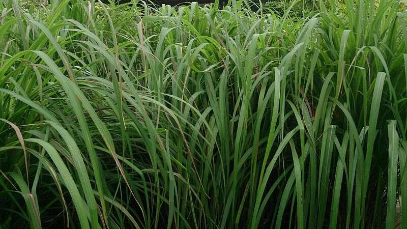 Beautiful green colored blades of citronella plant