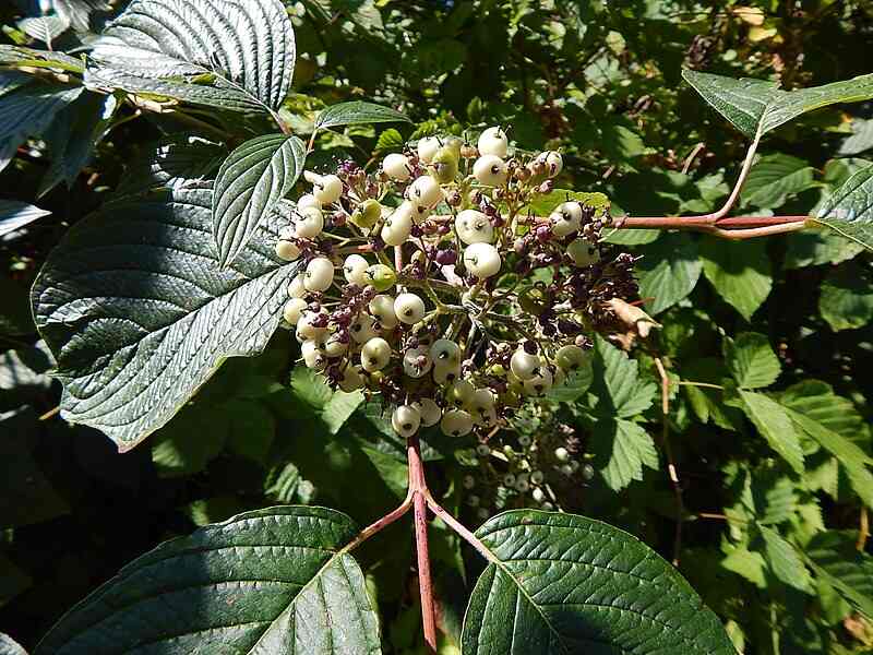 Close up of a beautiful red osier dogwood