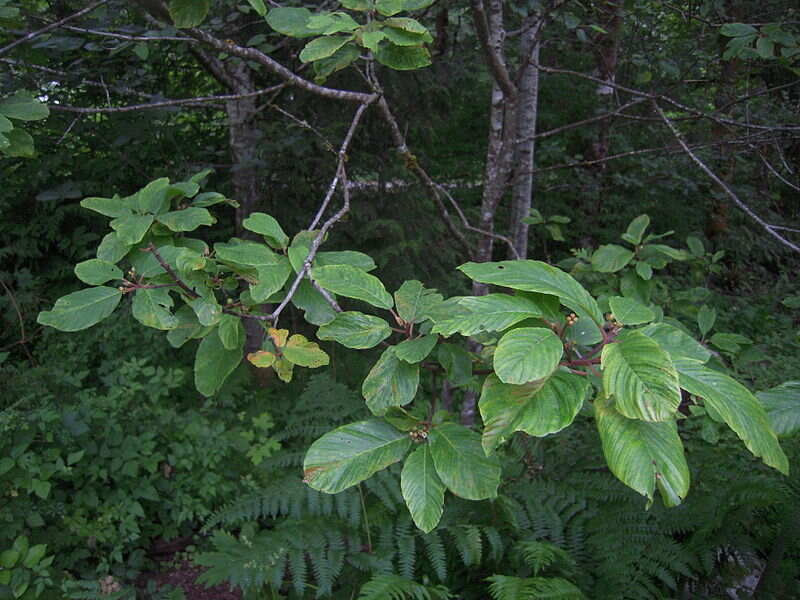 Beautiful green colored leaves of cascara