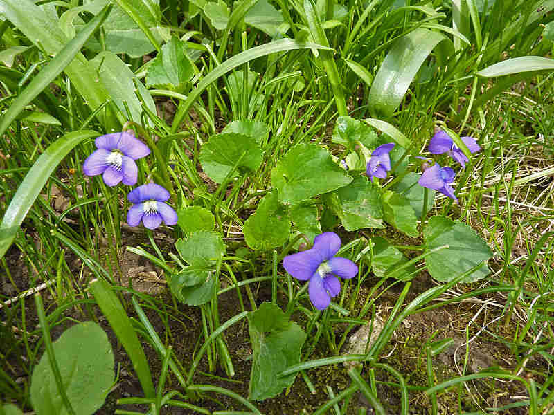 Blue colored flowers of common blue violet