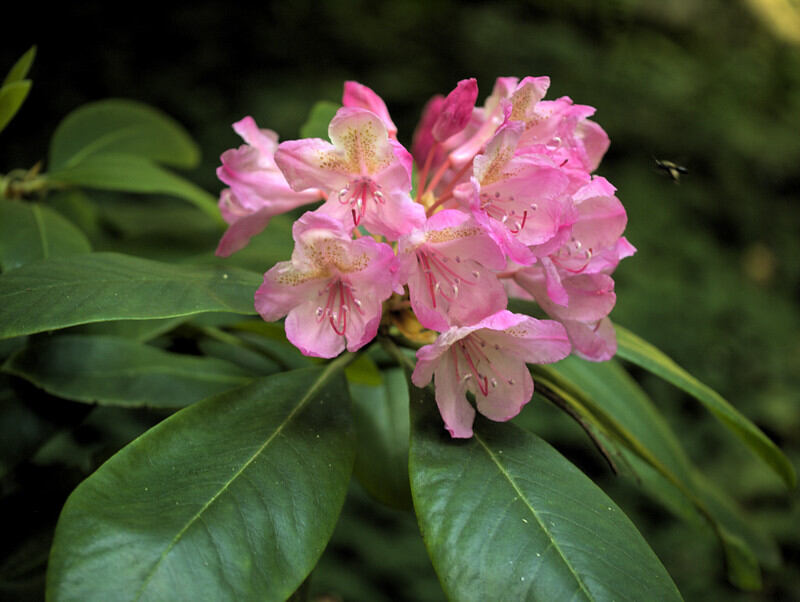 Beautiful close up of pink colored pacific rhododendron