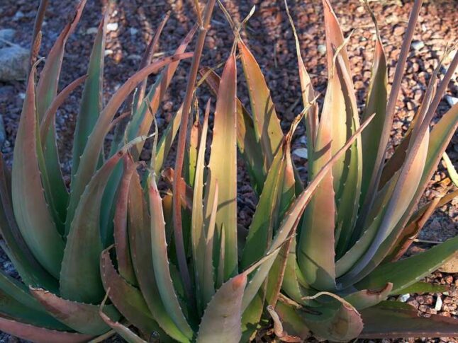 Aloe Plant