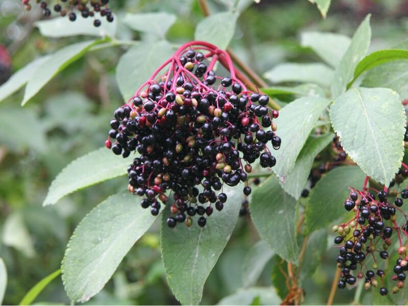 American Black Elderberry (Sambucus canadensis)