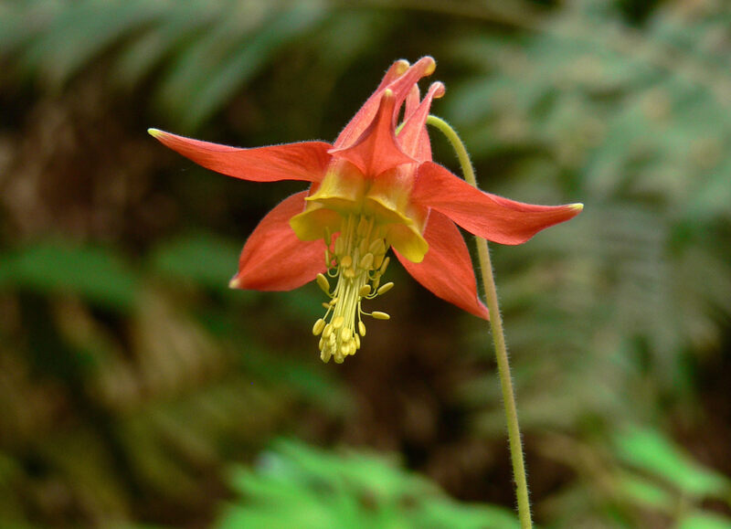 A close up of a beautiful red columbine flower