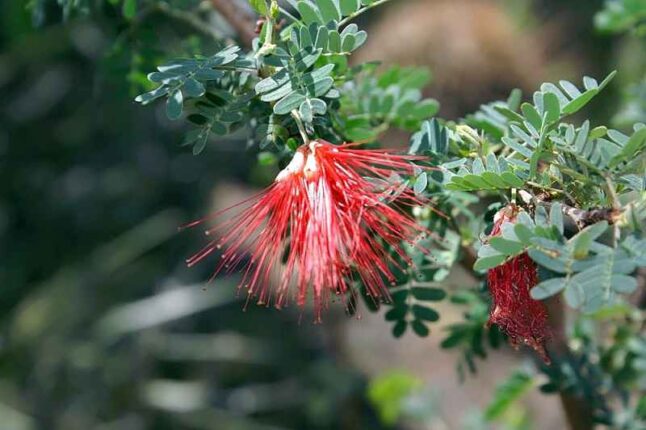 Baja Fairy Duster (Calliandra californica)