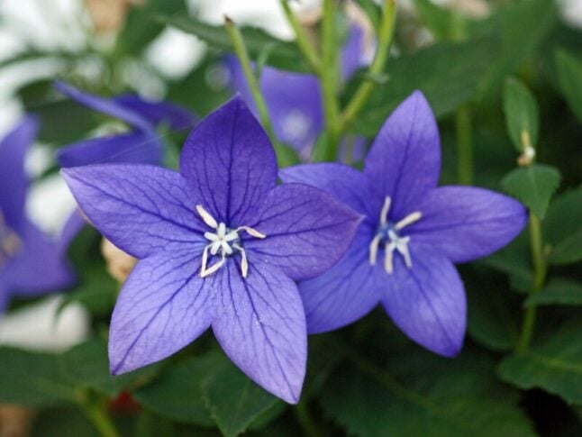 blossomed balloon flower