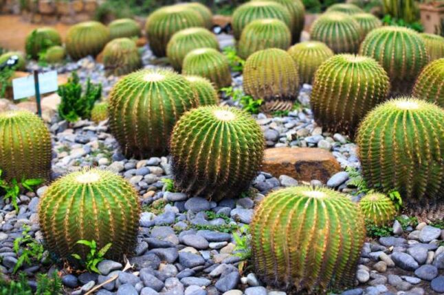 Barrel Cactus