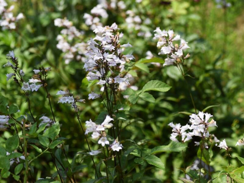 Beardtongue (Penstemon digitalis)