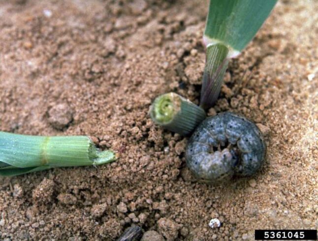 Black cutworm larva (Agrotis ipsilon) lying next to the damage it caused to a young corn plant.