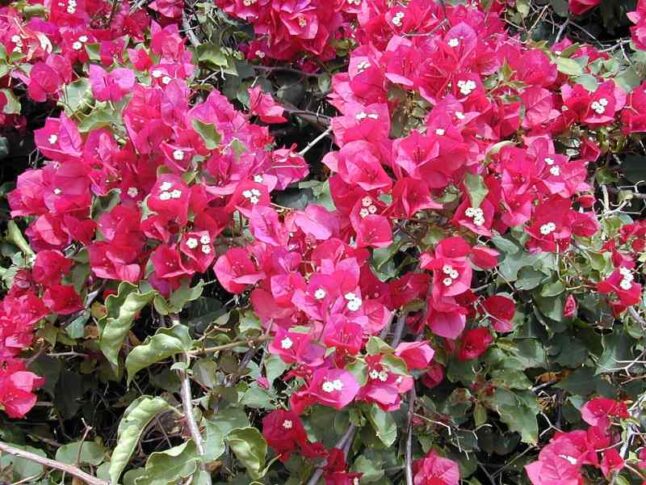 Bougainvillea