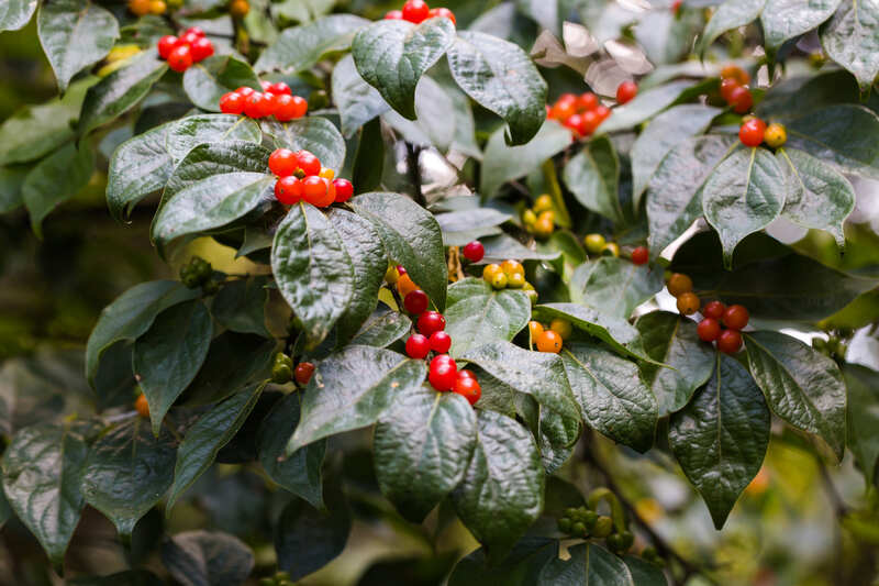 Red colored berries on a plant