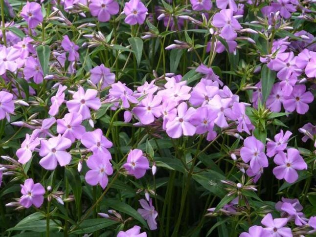 Carolina Phlox