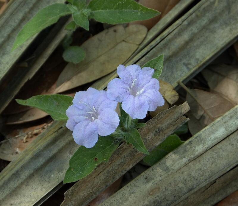 light blue Carolina Wild Petunia