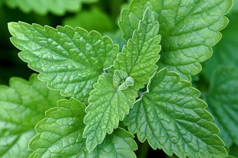 Beautiful green colored leaves of catnip plant