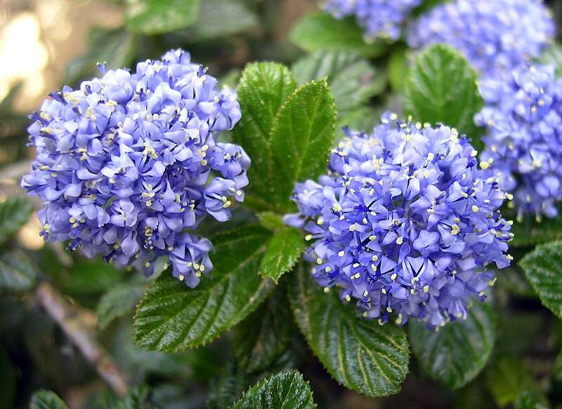 Beautiful light blue colored flowers of blueblossom