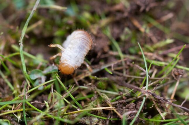 Chafer grub emerging from a damaged Doncaster garden lawn.