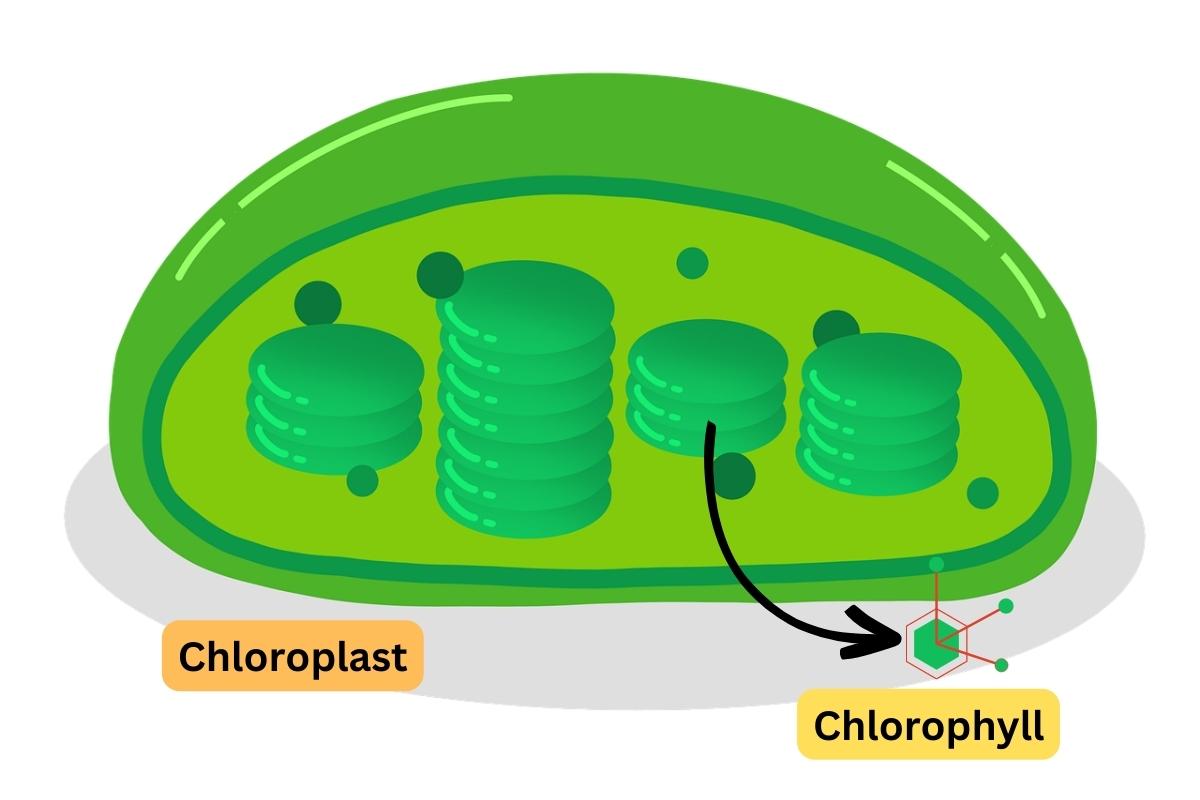 Chloroplast and chlorophyll diagram
