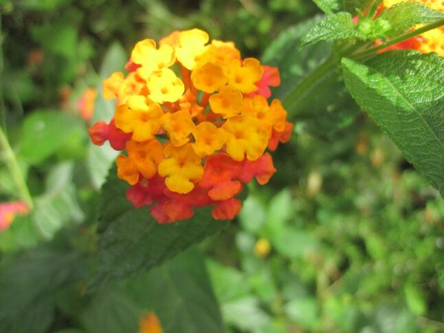 Common Lantana