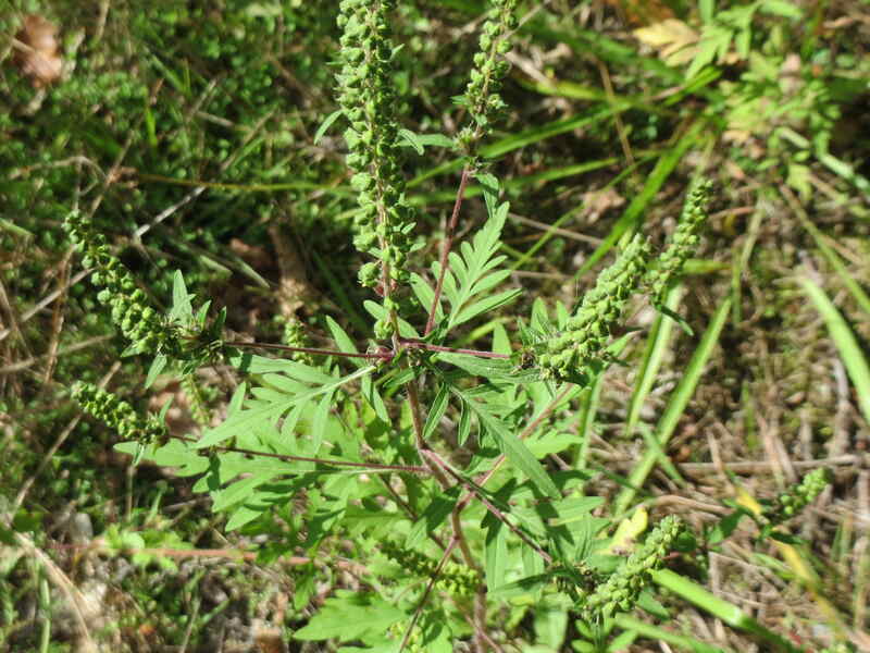 green ragweed plant on a ground