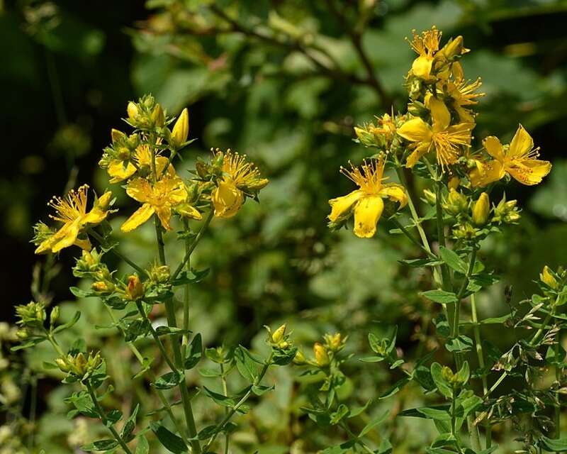 yellow flowers on a plant