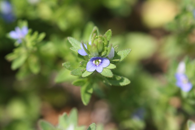 closeup image of Corn Speedwell