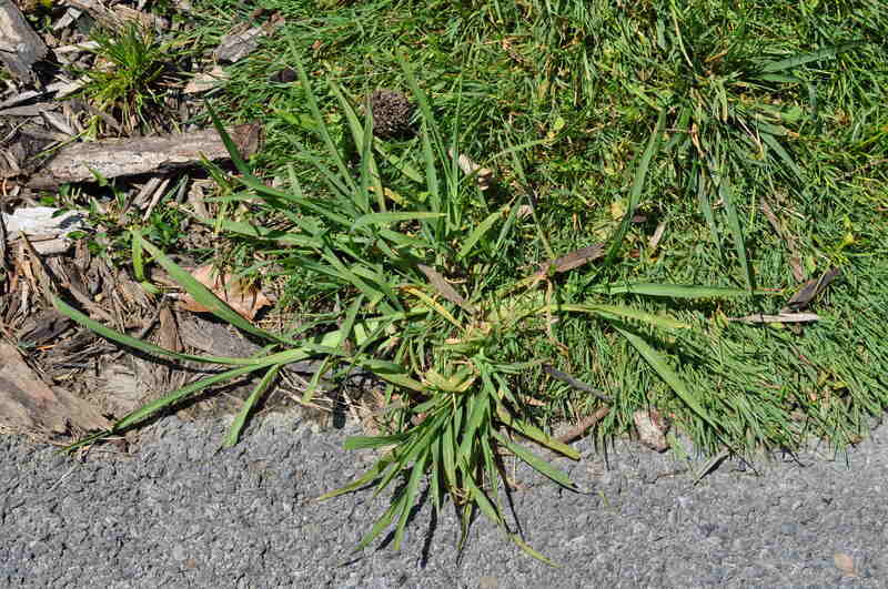 crabgrass near sidewalk