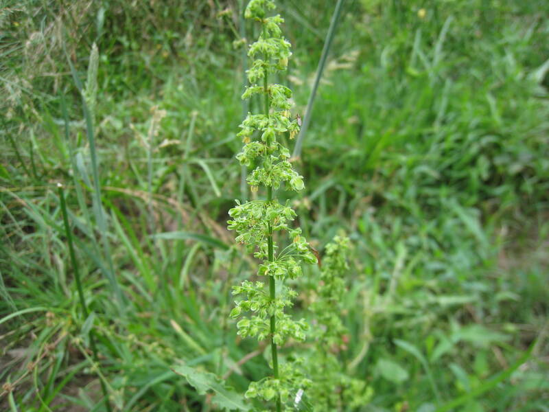 green leafed plant