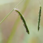 Common Weeds in Georgia Lawns and Gardens