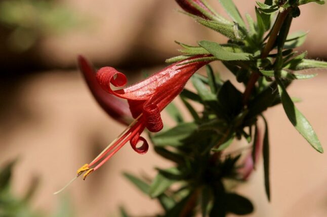 Desert Honeysuckle