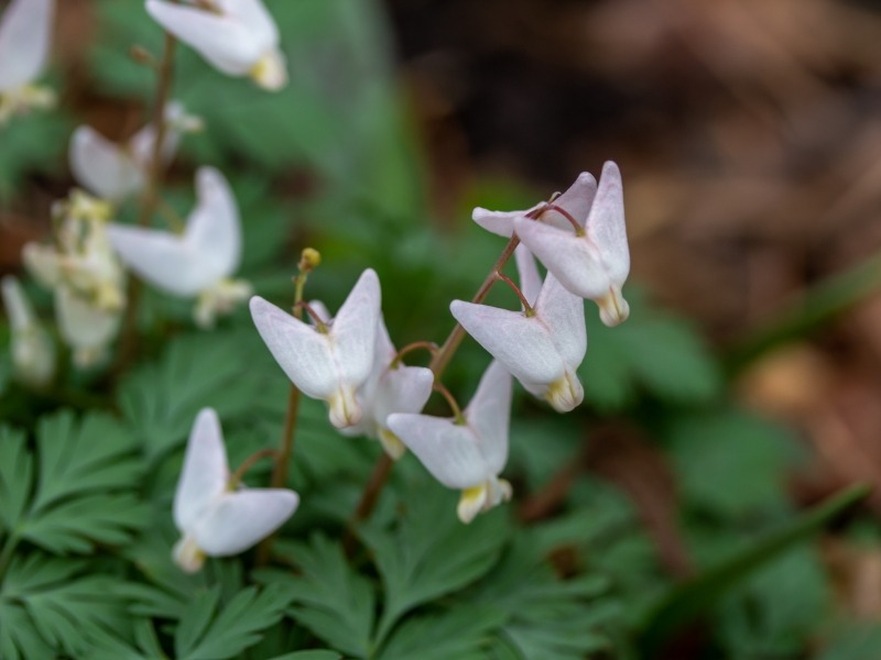 Dutchman's Breeches (Dicentra cucullaria)