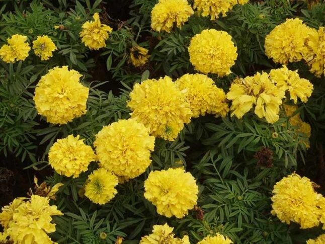 French marigold flowers