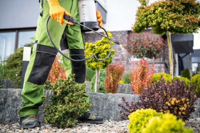 Man spraying pesticide in a garden