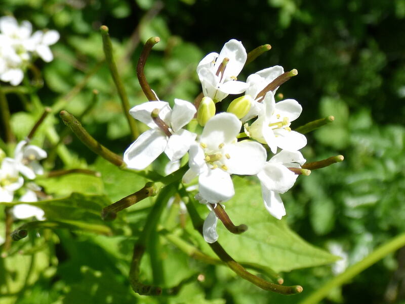closeup image of garlic mustard