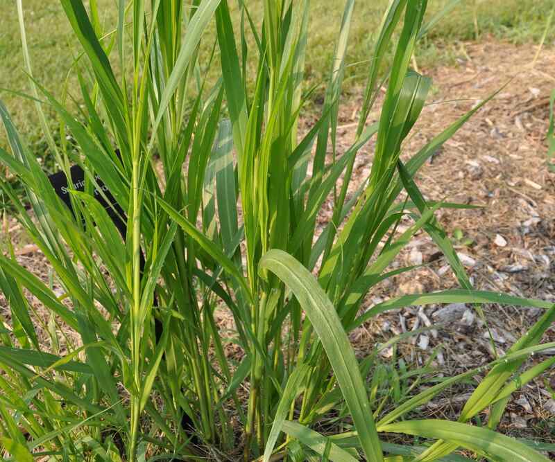 giant foxtail on the ground