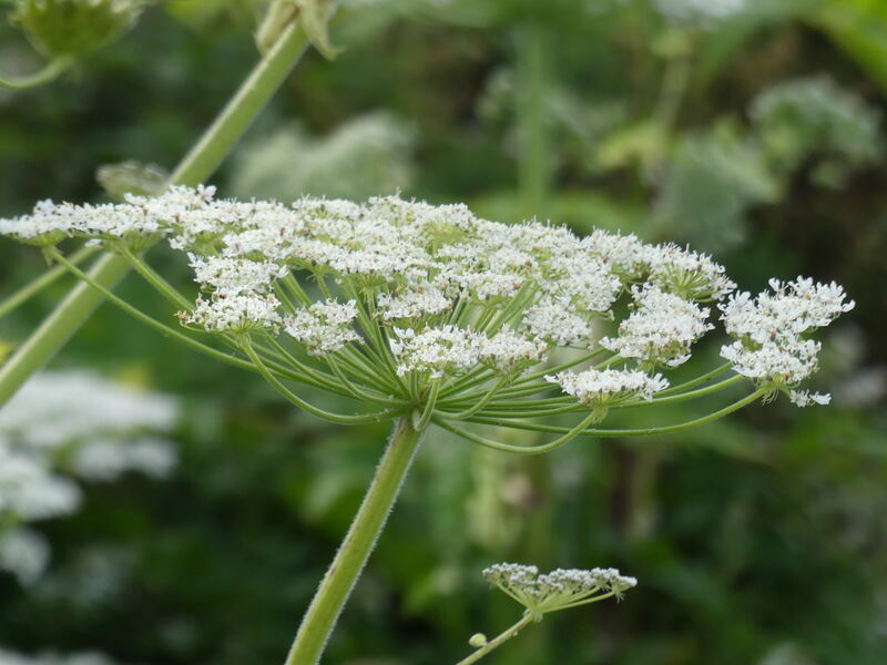 closeup image of giant hogweed