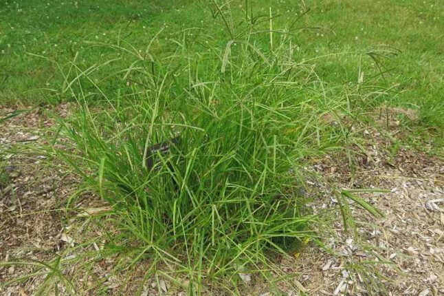 Goosegrass