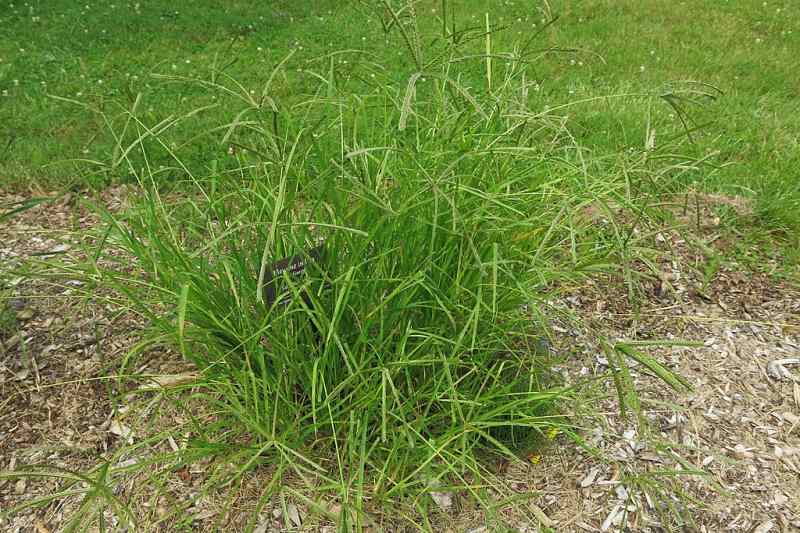 Goosegrass