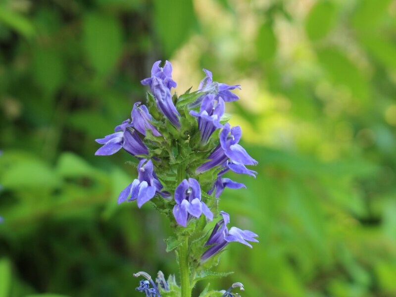 Great Blue Lobelia (Lobelia siphilitica)