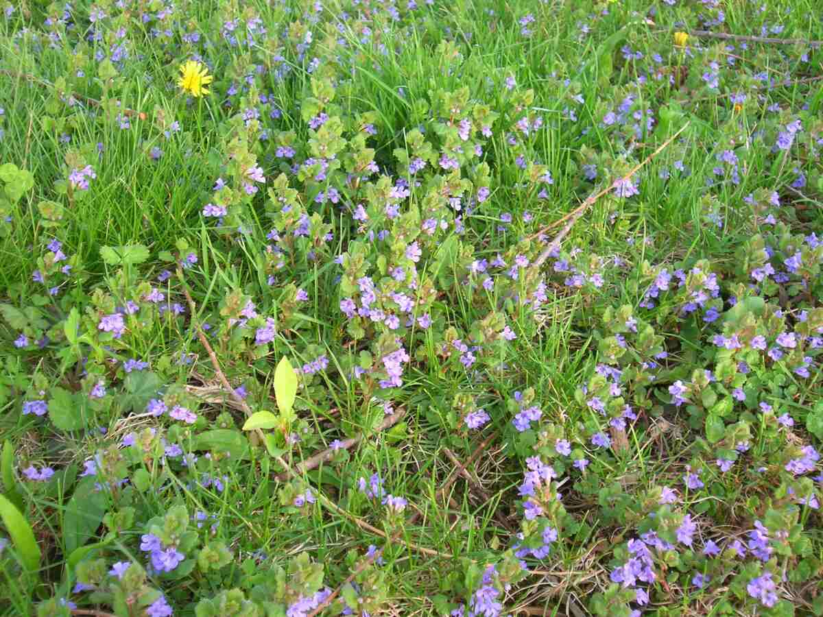 violet colored flowers in a yard