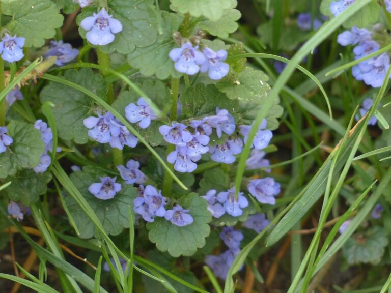 A close-up of delicate light purple ground ivy (Glechoma hederacea) flowers blooming among green scalloped leaves and grass blades.