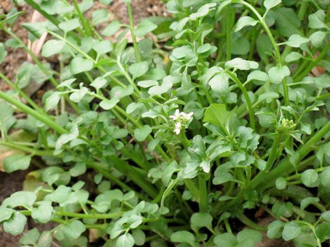 Hairy Bittercress