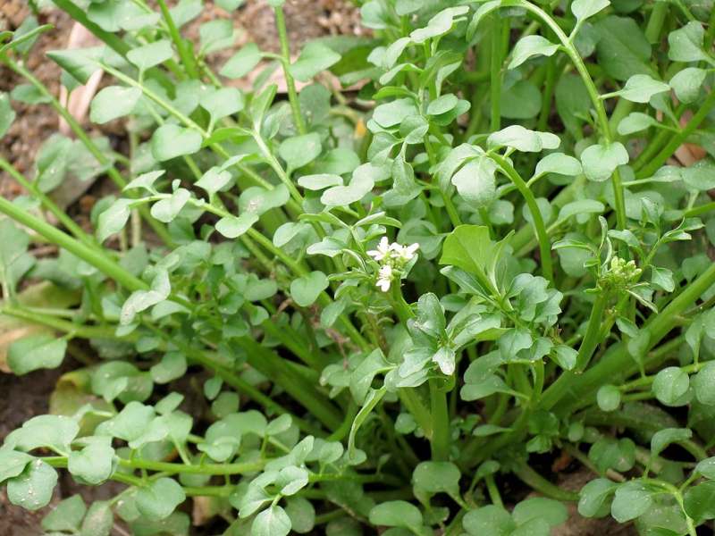 Hairy Bittercress