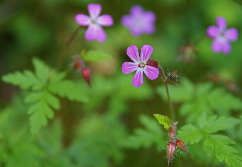 closeup image of Herb Robert