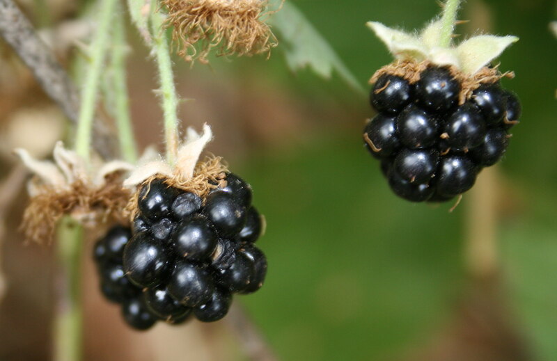 black berries on a plant